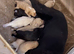 Cokapoo puppies