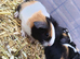 4 Guinea Pig babies