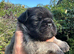 4 Beautiful Pug/Frenchie Orphaned pups available