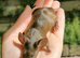 Fancy mice