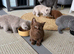 Stunning Pedigree BSH kittens