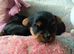 2 Sweter Yorkshire Terrier puppy