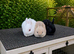 ️ LAST 3 GIRLS - Beautiful Pure Netherland Dwarf Baby Bunnies ️