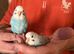 Baby Budgies.
