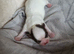 Apple head Chihuahua puppies long haired