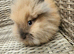 Cute double maned lionheads