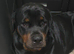STUNNING LARGE ROTTWEILER PUPPIES - 6 GIRLS & 5 BOYS