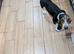 Basset hound puppy female