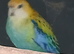 Pale headed (mealy)rossella