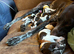 Gsp puppies, Litter of 9 KC registered Strong, Healthy pups.