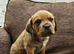 Cane corso x rottwieller pup