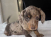 Kc registered Miniature dachshunds health clear