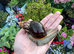 Giant African Snail sub adult for sale!