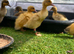 Week old ducklings