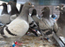 Babies Racing pigeons  2026