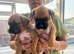 Boxer pups ready to go 10th July