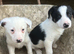 Pure Border Collies Ready now