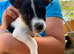 Jack Russel pups