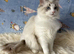 Two Sister TICA Registered Female Ragdoll