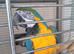 Blue gold male macaw