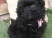 Beautiful pomapoo puppies