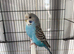 Hen budgie and cage