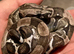Male RDR bea Ghost het sharp