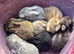 Holland lop boys