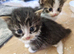 Beautiful male kitten for sale (9 weeks old)
