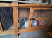 Male quail approx 7 weeks old