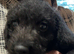Bedlington x Wirehaired Daxi