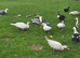 Muscovy young
