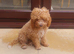 F1b cockapoo