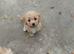 Poochoon pups