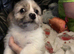 stunning merle shih tzu up for stud