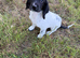 KC Registered English Springer Spaniels