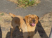 KC Registered female for sale