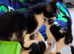 4 male kittens ready to go