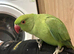 Indian ringneck