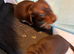 Miniature Dachshund