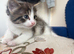 beautiful mixed-breed kittens looking for loving homes.
