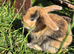 baby bunnies