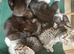 Kitten’s Gang