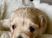 Stunning Fully DNA Health Tested F1 Maltipoo Puppies