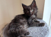 Big Ears & Fluffy Coats &ndash; Maine Coon Kittens Ready Now
