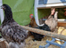4 x chickens