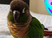 Baby tamed Green counure talking parrot