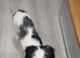 Working Cocker spaniel 7 mths