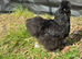 Blue Bearded Silkie Hatching eggs with *Guarantee*