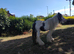 2 year old cob gelding